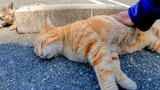 Petted a sleeping stray cat & all the other cats started coming…