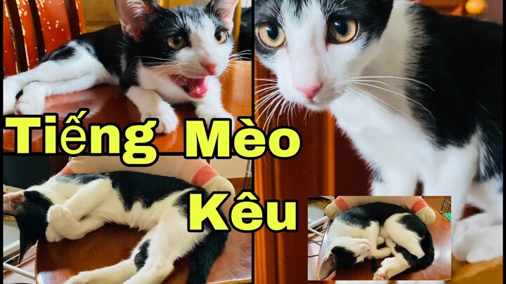 #742  Tiếng Mèo Kêu Và Mèo Ngủ Thật Dễ Thương l Thú Cưng #QuyenHoangFamilyCuộcSốngSàiGòn