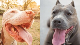 Pitbulls สุขภาพดี EP52 การรวบรวม Pitbull ที่ตลกและน่ารัก
