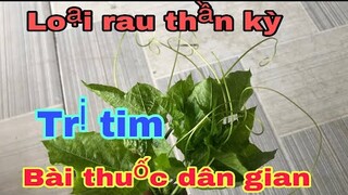 Loại rau thần kỳ không phải ai cũng biết công dụng trị bệnh tim thuốc dân gian