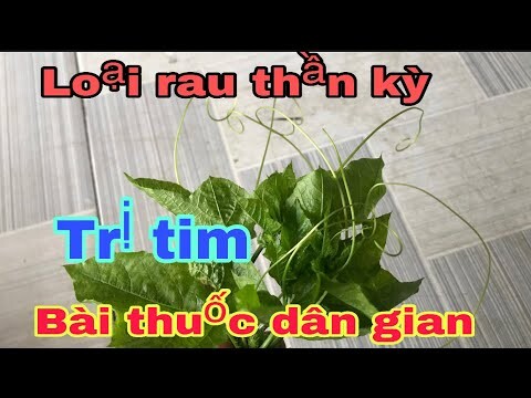 Loại rau thần kỳ không phải ai cũng biết công dụng trị bệnh tim thuốc dân gian