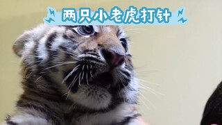 "So cute! Two little tigers bravely getting their shots!"