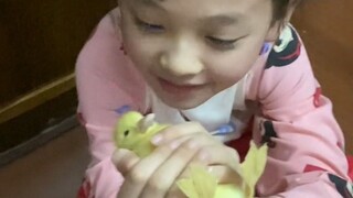 Cô gái đùa với chú vịt con rằng, nếu không muốn bị biến thành vịt quay thì hãy lắc đầu đi. Chú vịt c