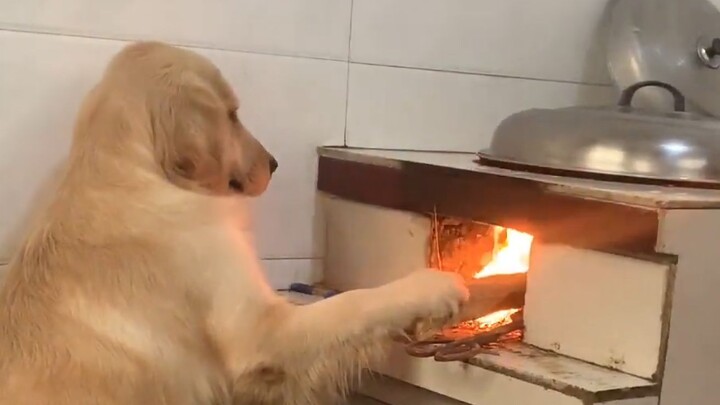 Ibu: Aku lebih suka punya anjing daripada kamu!