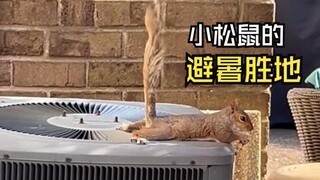 那些欢乐的动物视频！