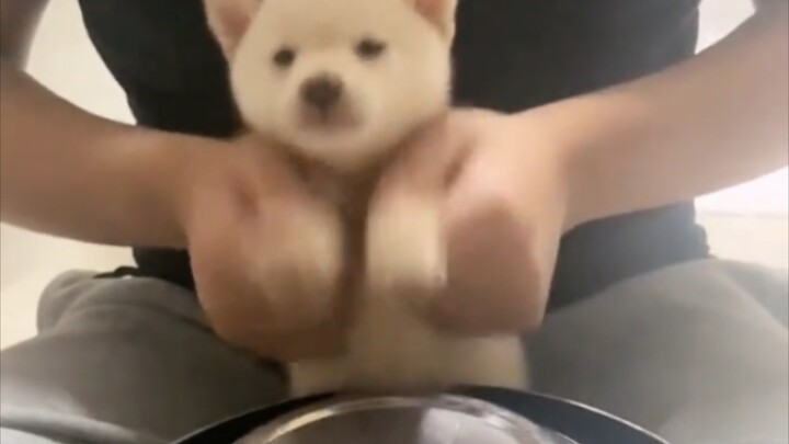 Đánh trống truyền cún