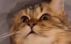 猫:我好像看见我太奶了