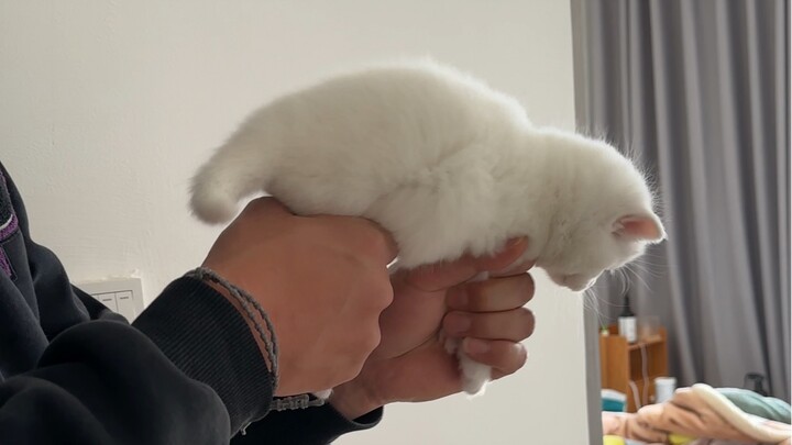 This kitty machine gun is seriously accurate!