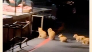 Damn, a bunch of orange cats are lining up for midnight snacks!