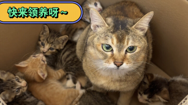 Got your eye on any of these cute kitties? Come pick your favorite!