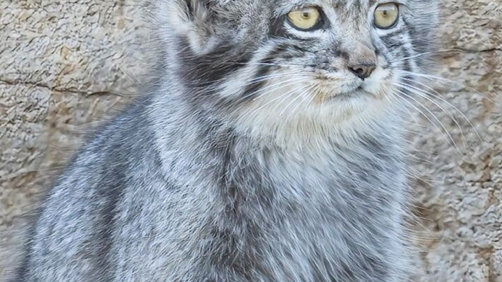 Creator: No matter what species you are, as long as you’re a feline, you’re just adorable to me!
