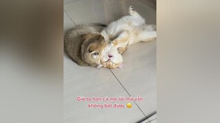 Bà làm mẹ tôi hơi lâu rồi đấy 😂 PhonicsSong mèo xuhuong catsoftiktok