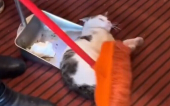 Cat: I'm not dead, I'm still alive!