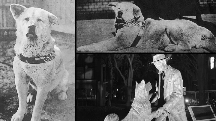 Hachi-ko (Hachikô monogatari) (1987)