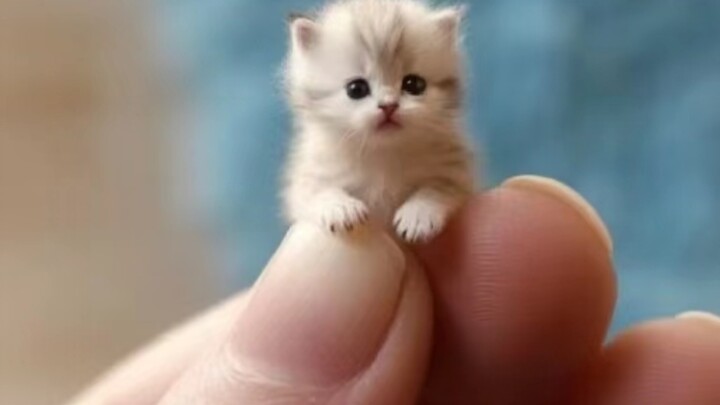 Apakah seluruh dunia akan menyukai kucing-kucing imut nan menggemaskan dari grup malaikat manis yang