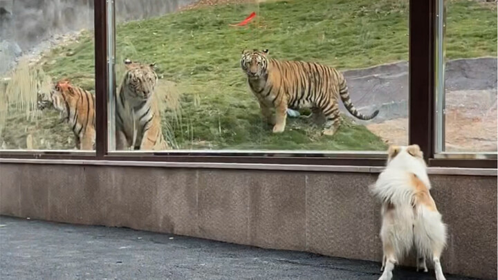 When Bella met the big cat