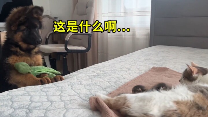 萌化！小德牧第一次见小奶猫眼睛都直了：嘴里的玩具瞬间不香了
