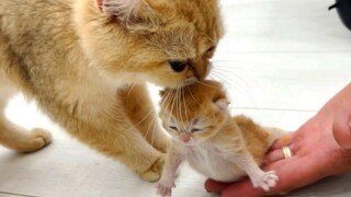 Mom cat carries her newborn kittens from my hands