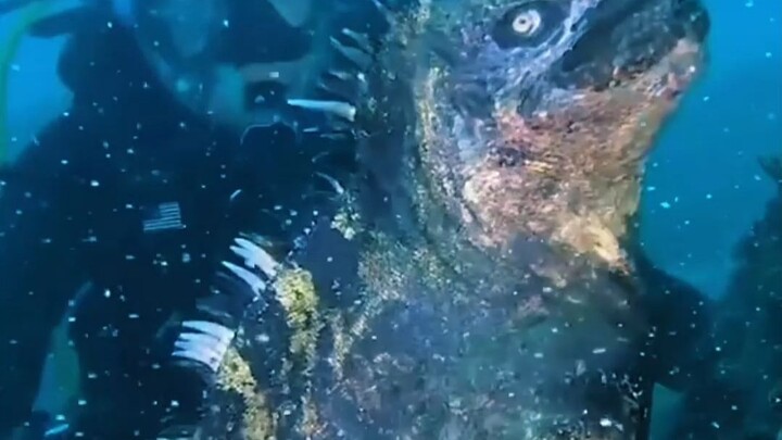 Looks scary, but it’s actually a vegetarian and loves to cuddle—green iguanas and marine iguanas