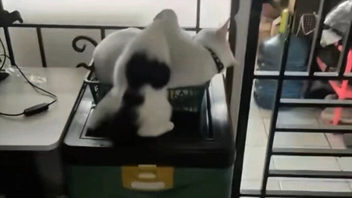 LENGAH DIKIT #hok #HonorOfKings #korveleon   #eventhonorofkings #hokcamp