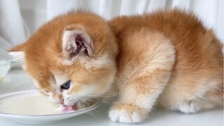 เด็กหัวกลม สมองกลม น่ารักสุดๆ!