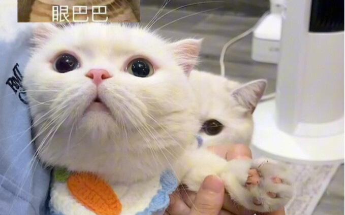 Who could possibly resist such a little kitten!