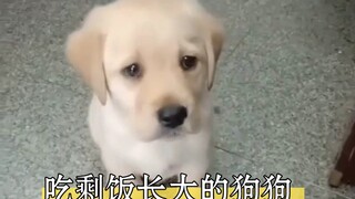 A dog I bought for over 700 yuan, raised on leftovers since it was young, costs less than 100 yuan a