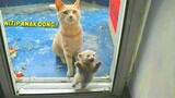 Momen Ketika Induk Kucing Menitipkan Anaknya Untuk Diadopsi 💕  ~ Video Kucing Lucu Terbaru  😅