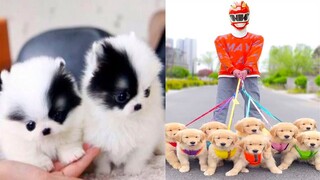 Funny and Cute Dog Pomeranian 😍🐶| Funny Puppy Videos #42