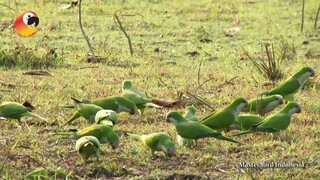 Si Burung Cerdas!!! Monk Parakeet