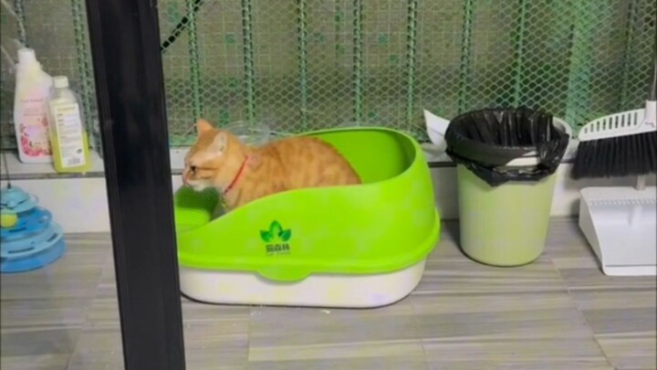 Kehidupan seekor kucing yang sangat sensitif, periksa dengan saksama di bagian mana yang belum terti