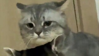 【Animal Dubbing】If I had known, I would have worn it