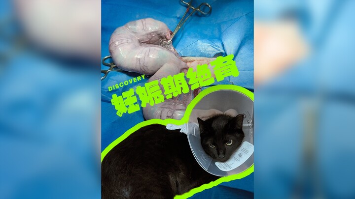 Ternyata kucing juga bisa dikebiri saat sedang hamil