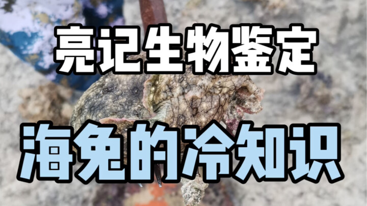 【亮记生物鉴定】海兔的冷知识