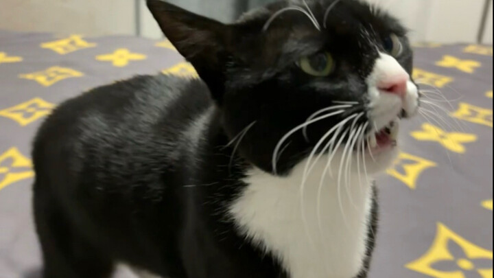 แมววัวที่ยิ่งคิดยิ่งโมโห