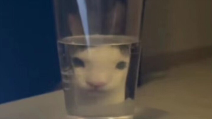 “Cat’s Weird Thought Process…”