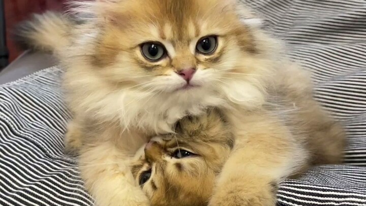 Sheep Walks Straight Into the Tiger's Mouth