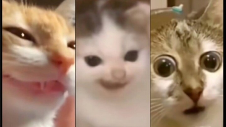 Video gốc meme mèo nổi tiếng (7)