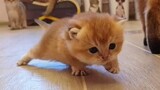 What a lovely kitten!