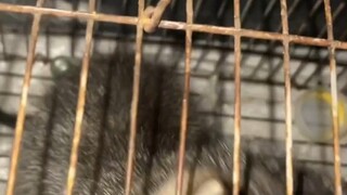 What a despicable jerk! To let a cat starve like this and then yap noisily in the middle of the nigh