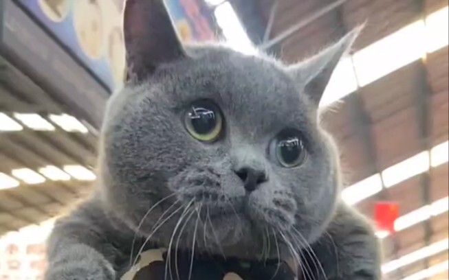 Such a cute, dazed little look! "Blue Cat" Cat "Cat Daily Life"