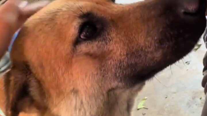 دا هوانغ يحب كثيرًا أن تداعب رأسه