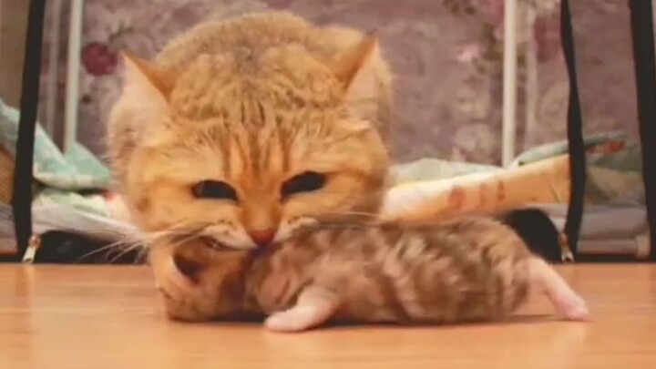 Apa Reaksi Induk Kucing saat Membawa Pergi Seluruh Anak Kucingnya?