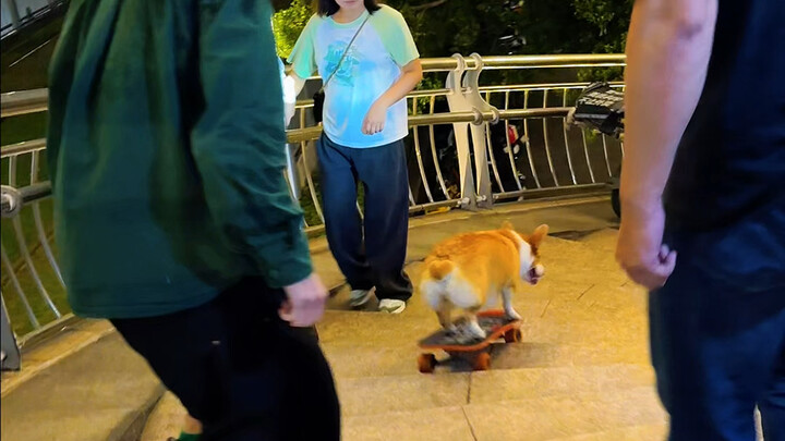 Now I finally understand what it means to be "as steady as an old dog"! ੧😭੧