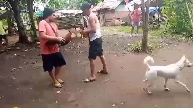 Bulik
