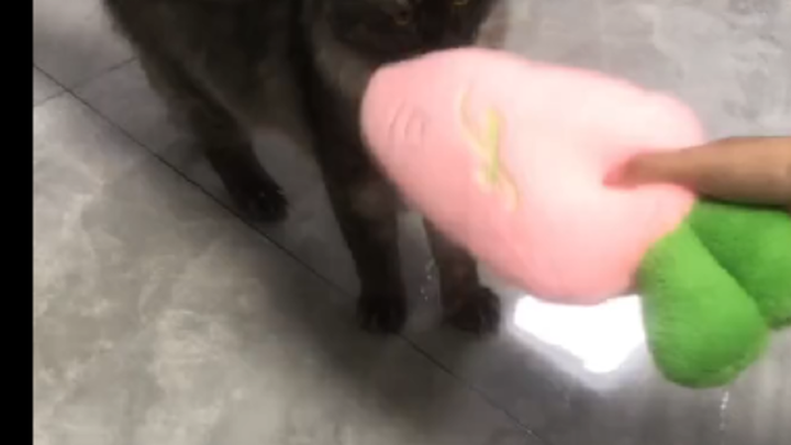 ข่าวดี: รู้ตัวว่ามีปัญหา ยังพาเพื่อนไปซื้อแคร์รอตสีที่ถูกต้องให้เจ้าเหมียวได้เลย ข่าวร้าย: ดูเหมือนเ