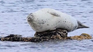 ตราบใดที่ไขมันยังหนาอยู่ก็จะไม่มีความรู้สึกไม่สบายตรงไหนเลย!