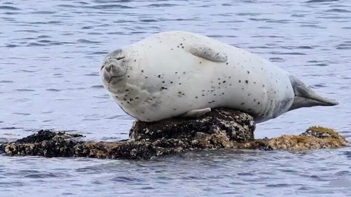 Selama lemaknya tebal, tidak akan ada rasa tidak nyaman di mana pun!