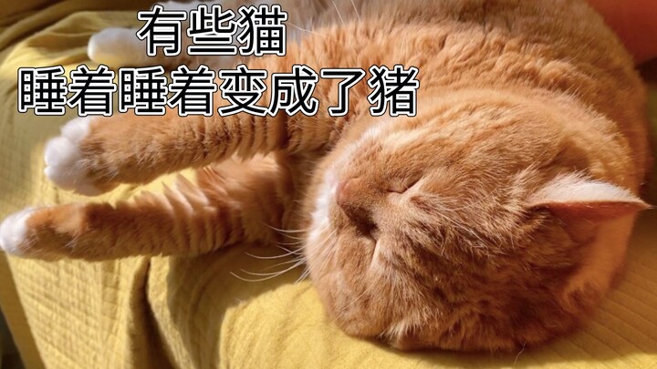 Seperti apa rasanya punya kucing oranye yang berwatak baik? Kebahagiaan merawatnya benar-benar nggak