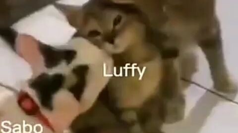 :v rilll kah ? ONE PIECE
